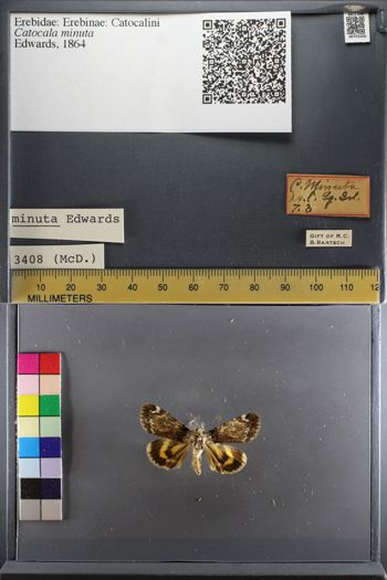Media type: image;   Entomology 753505